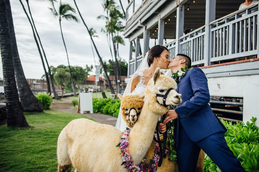 newlyweds with alpacas by Big Island wedding photographer