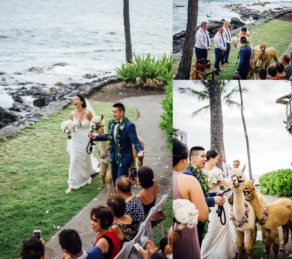 Big Island wedding with alpacas